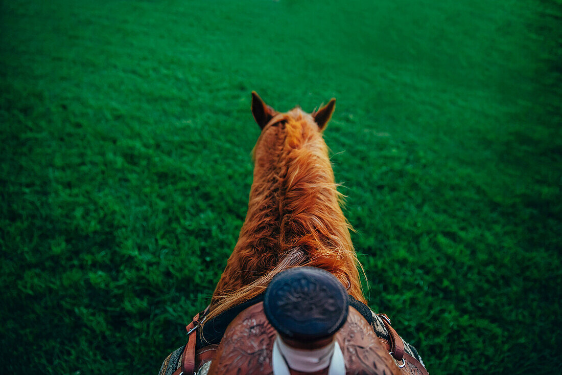 High angle view of horse with saddle walking on farm, C1