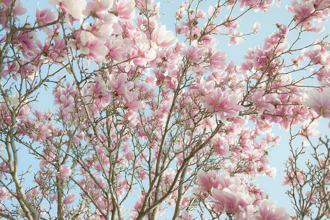 Low angle view of flowering tree branches, C1