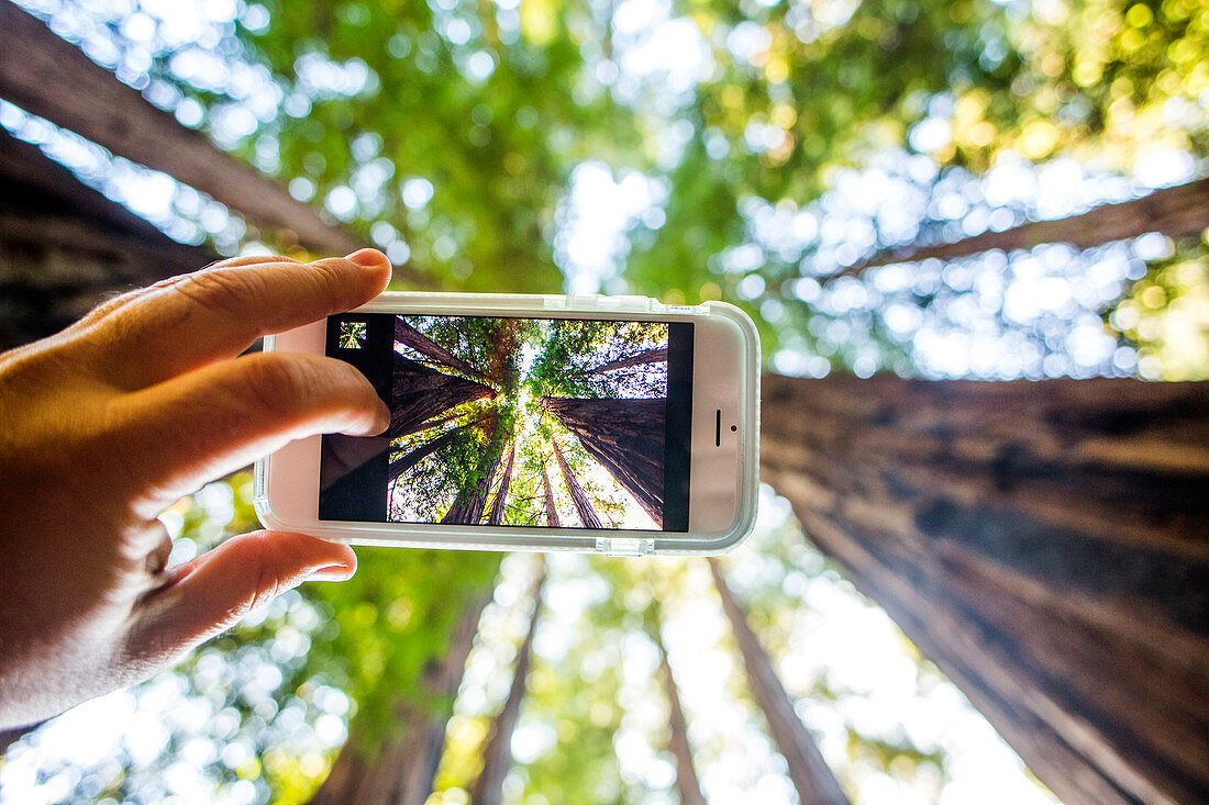 Low angle view of cell phone taking photograph of trees in forest, Muir Woods, California, United States