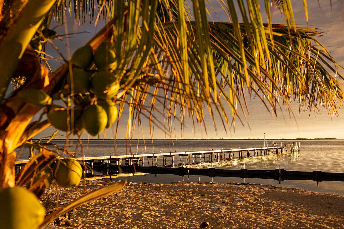 Palm tree over dock and beach, Florida Keys - Big Pine Key, Florida, United States