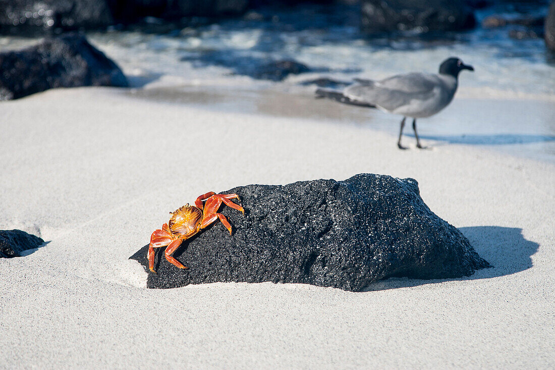 Crab crawling on beach rock, Galapagos National Park, Galapagos Islands, Ecuador
