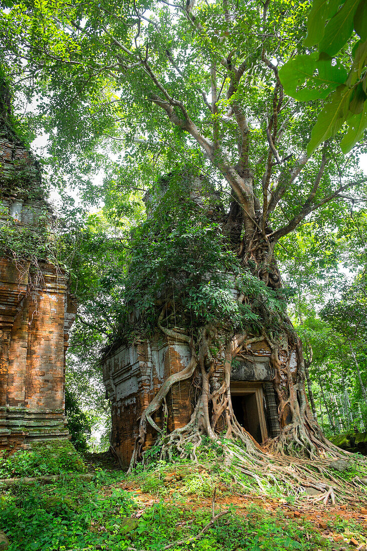 Tree roots growing on Prasat Pram Temple, Koh Ker, Preah Vihear, Cambodia, Koh Ker, Preah Vihear Province, Cambodia