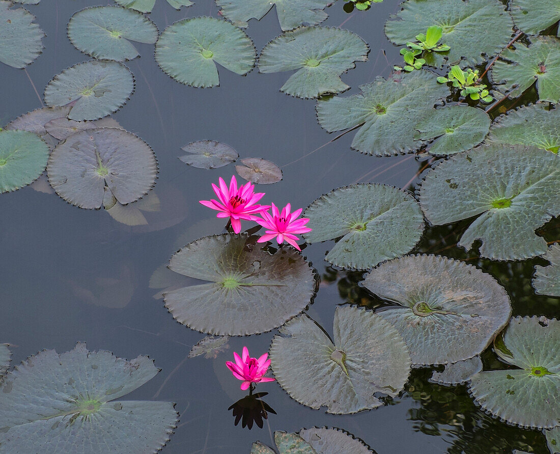 High angle view of flowers and lily pads on still pond, Khao Yai, Pak Chong District, Thailand