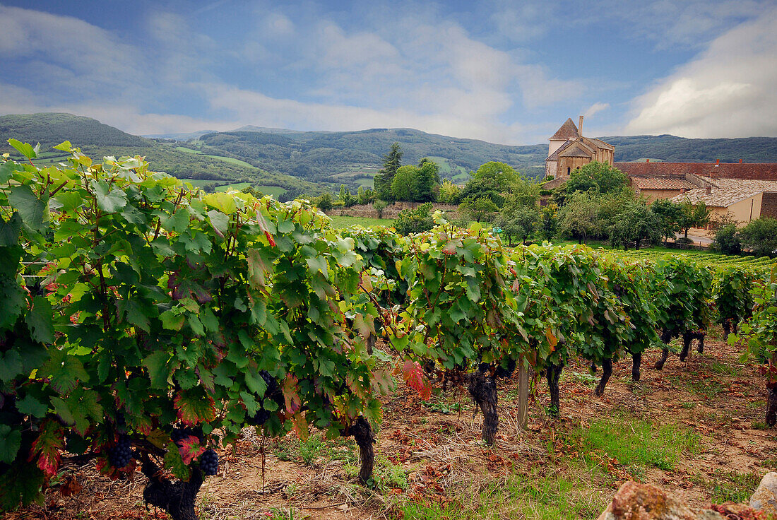 France, Burgundy, general view of a vineyard