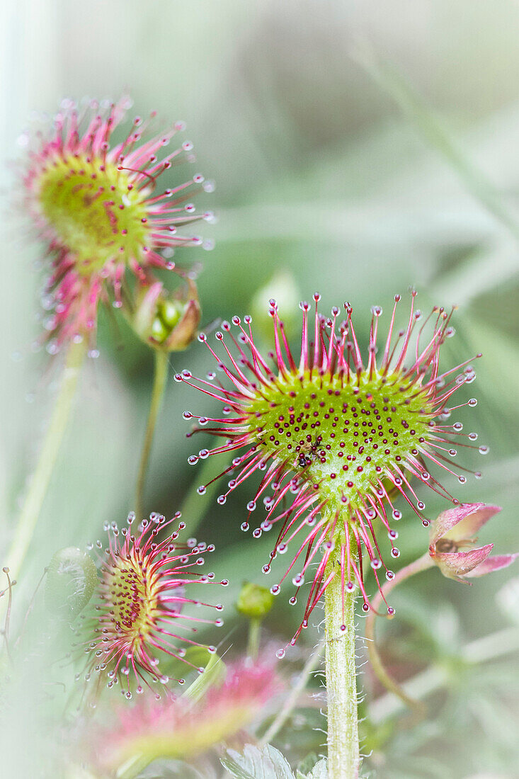 Europe, France, South Western France, Hautes-Pyrénées, Suyen lake, Droseras, close up