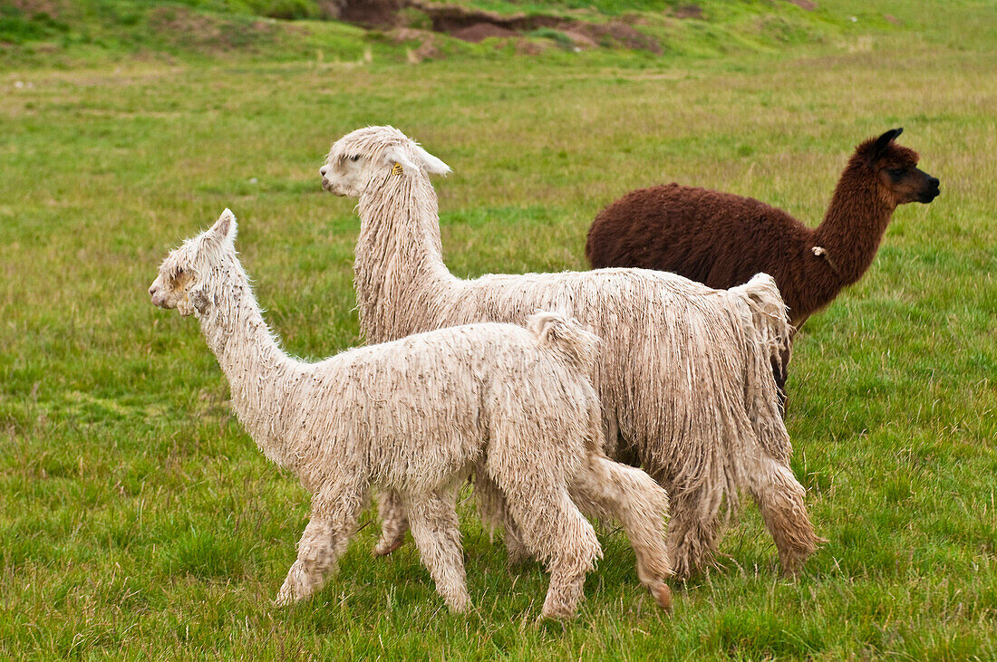 South America, Peru, Cuzco region, Cuzco Province, lamas