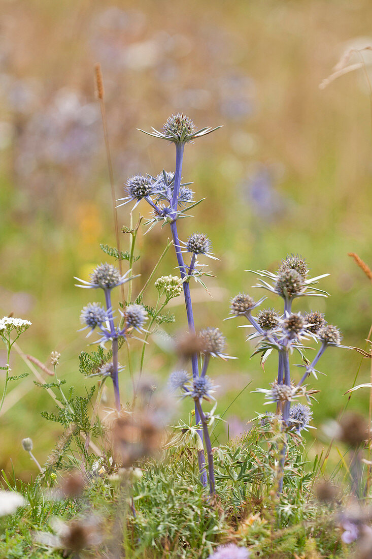 Blue Thistles of Pyrenees