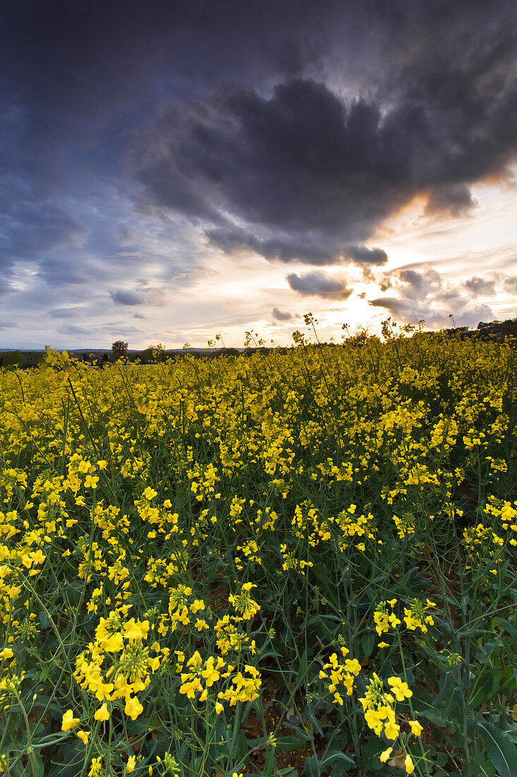 Oilseed rape field under a threatening sky at sunset