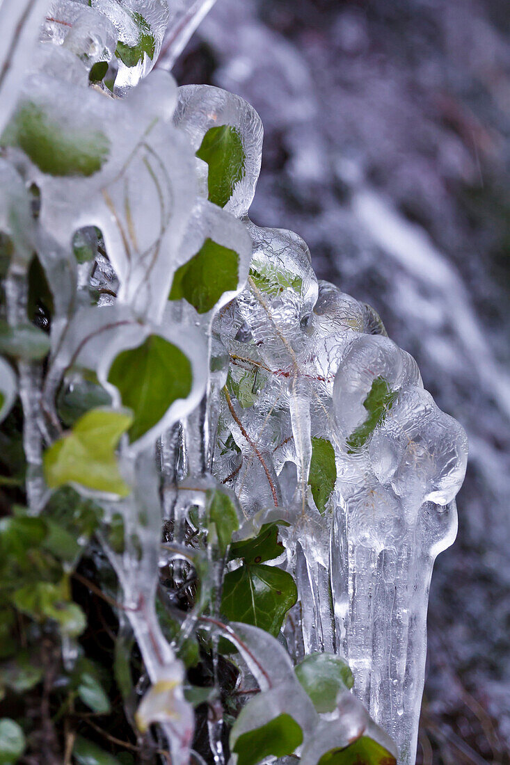 Vegetation taken in ice structures