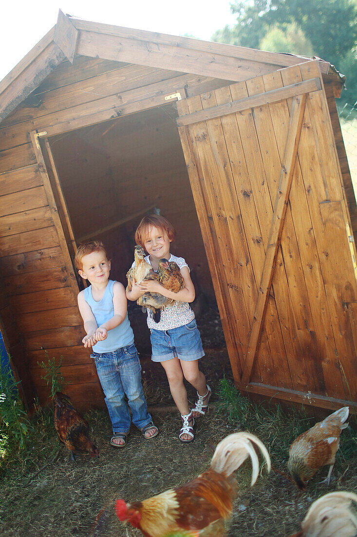 Young girl carrying several chickens next to her brother in front of a hen-house in the country