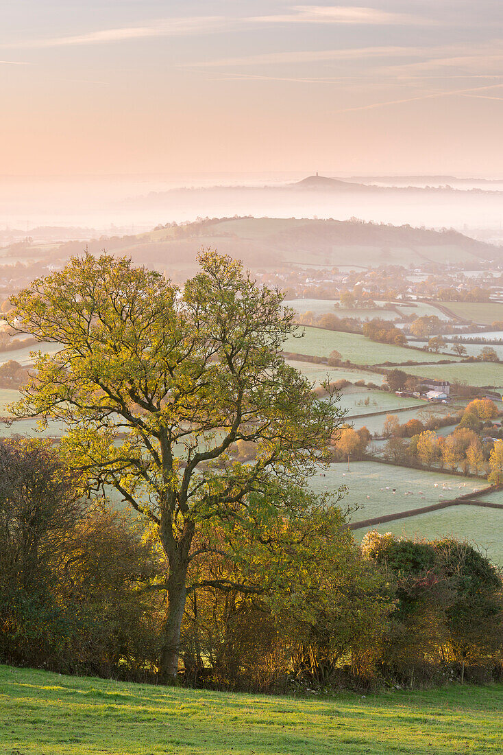 Glastonbury Tor at dawn from the Mendips, Somerset, England, United Kingdom, Europe