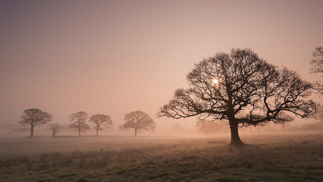 Trees in fog at sunrise in winter, Devon, England, United Kingdom, Europe