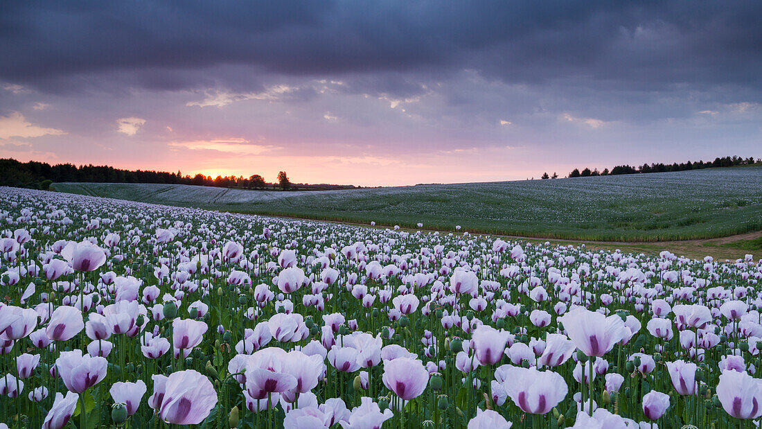Opium poppyfield at sunset, Chilton, Oxfordshire, England, United Kingdom, Europe