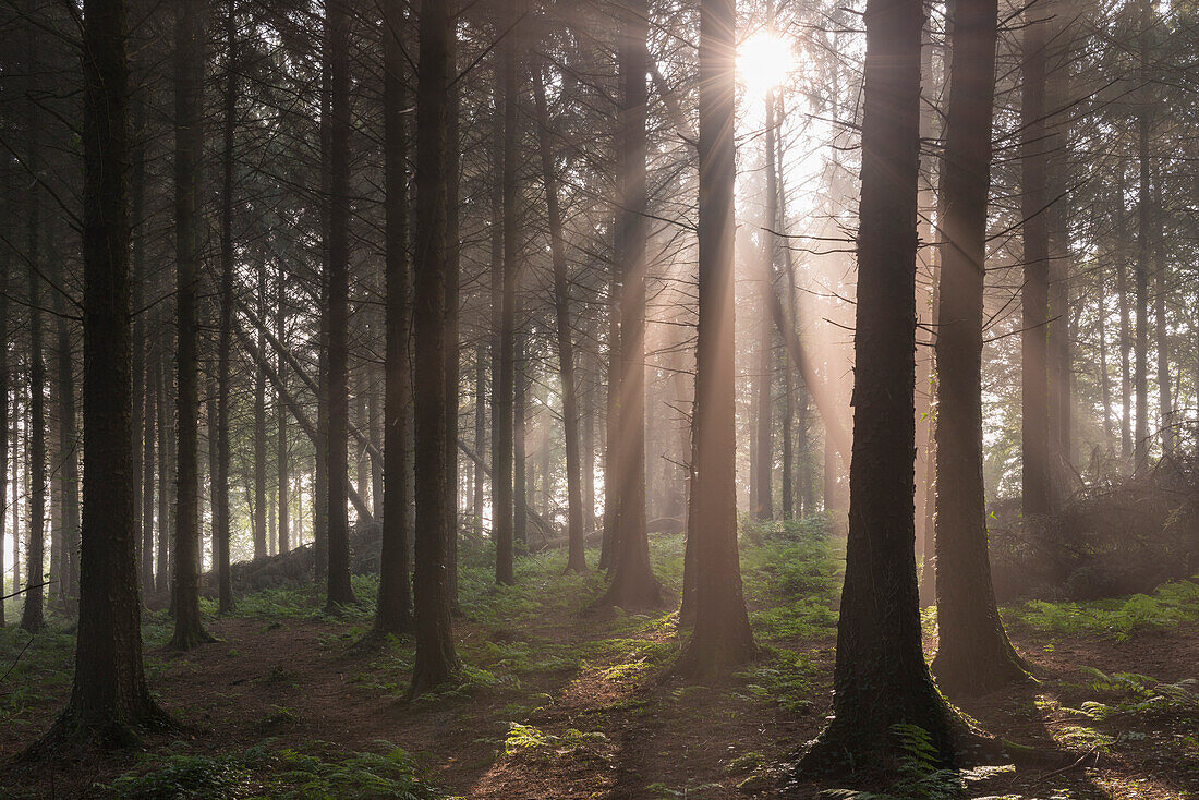 Sun shining through misty pine woodland, Morchard Bishop, Devon, England, United Kingdom, Europe
