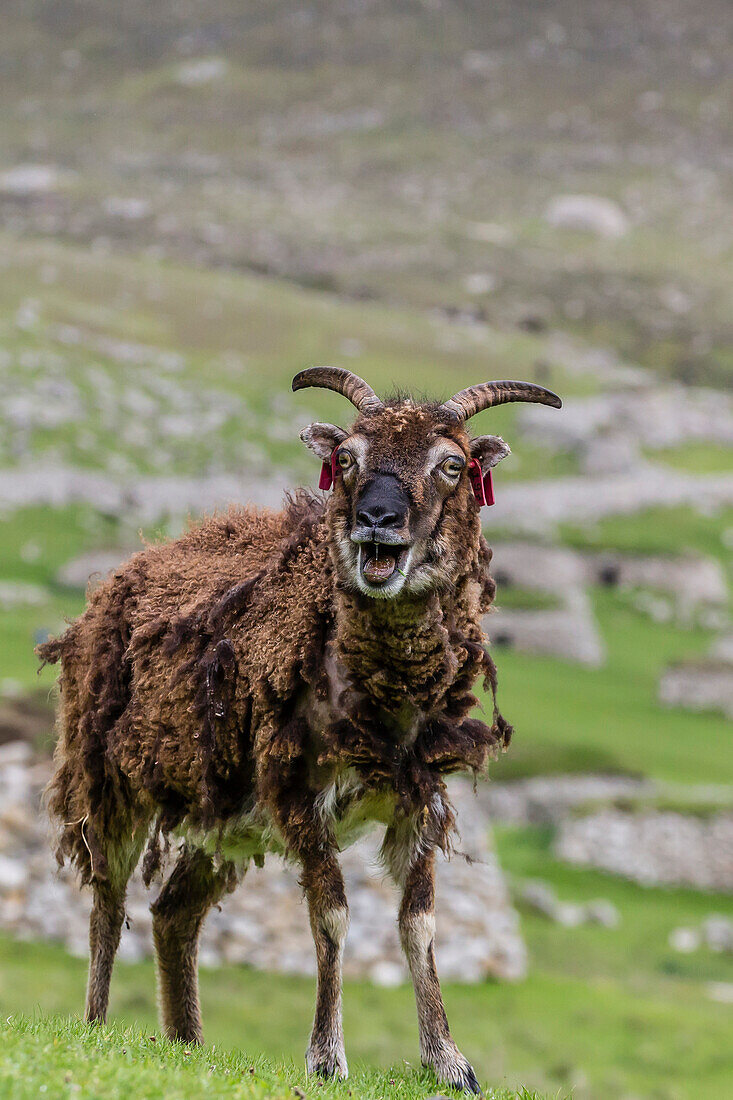 An ancient form of sheep called the Soay roaming the stone remains of the evacuated village on Hirta, St. Kilda Archipelago, Scotland, United Kingdom, Europe