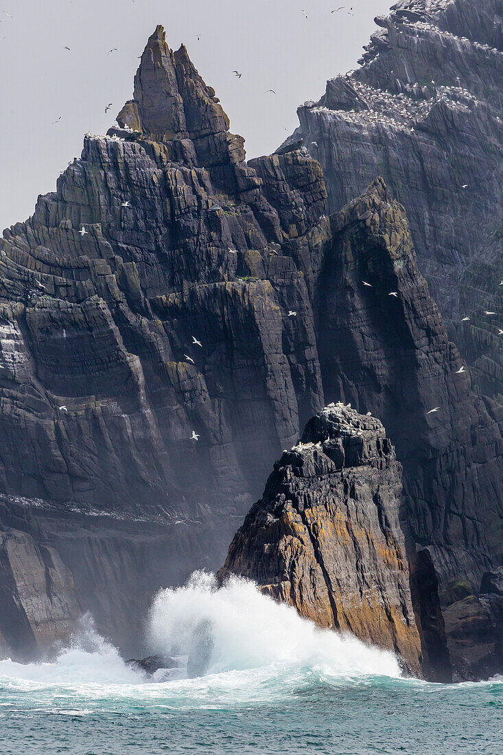 Northern gannet nesting colony on the wave crashed island of Little Skellig Michael, County Kerry, Irish Sea, Republic of Ireland, Europe