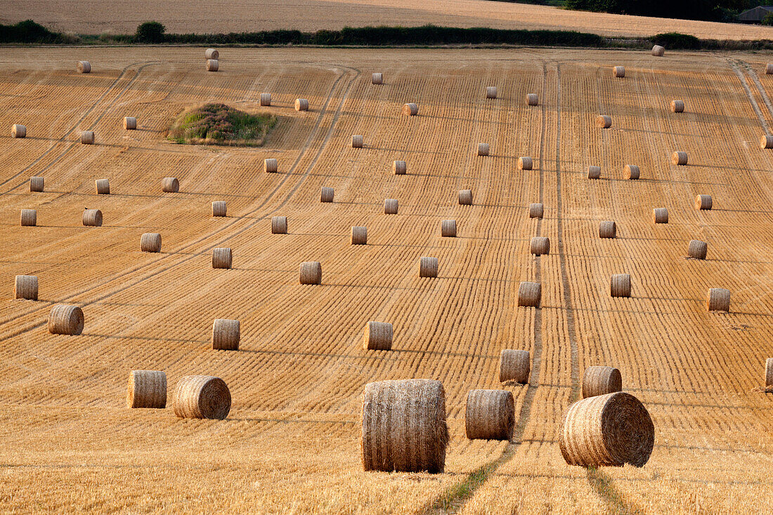 Round hay bales, Swinbrook, Cotswolds, Oxfordshire, England, United Kingdom, Europe