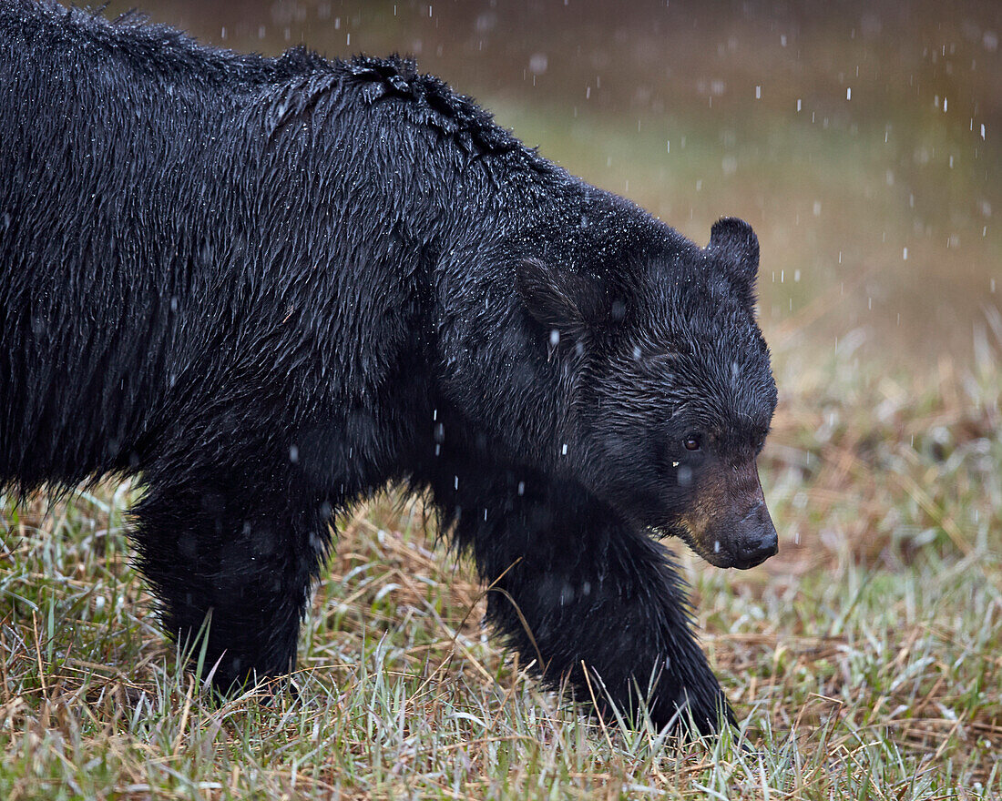 Black bear (Ursus americanus) in the snow, Yellowstone National Park, Wyoming, United States of America, North America