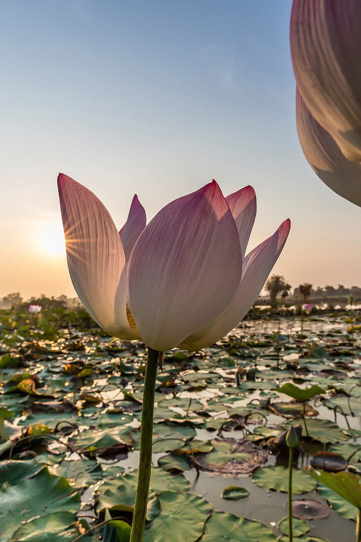 Lotus flower (Nelumbo nucifera), near the village of Kampong Tralach, Cambodia, Indochina, Southeast Asia, Asia