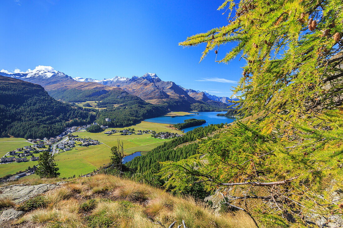 In summer the Engadine valley becomes a paradise for mountain lovers with larch forests, pristine lakes and elegant peaks, Graubunden, Switzerland, Europe