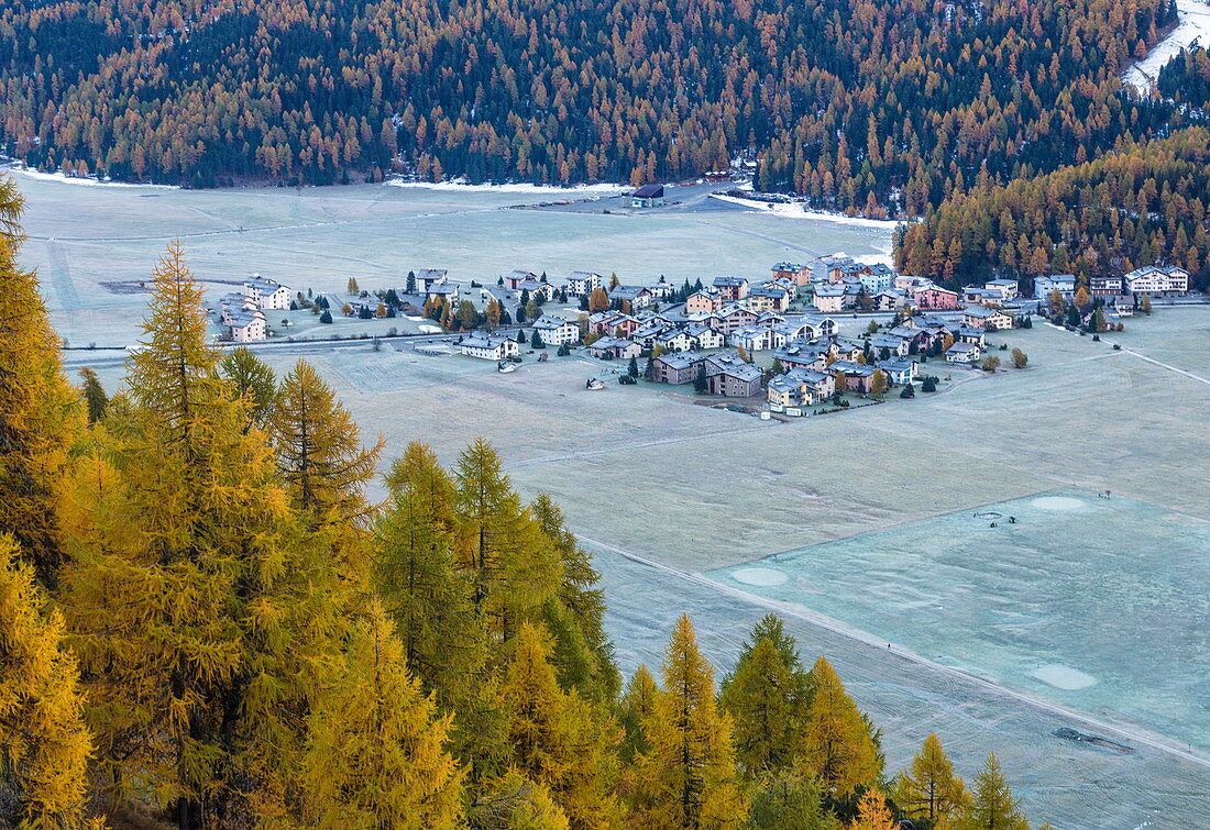 Frost whitening the meadows and the village of Surlej by St. Moritz in Engadine, surrounded by yellow larches in autumn, Graubunden, Swiss Alps, Switzerland, Europe