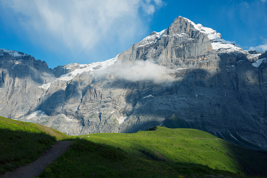 Wetterhorn 3692m, Jungfrau-Aletsch, UNESCO World Heritage Site, Swiss Alps, Switzerland, Europe