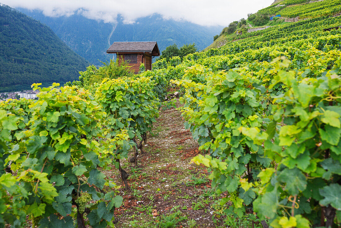 Vineyards, Martigny, Valais, Swiss Alps, Switzerland, Europe