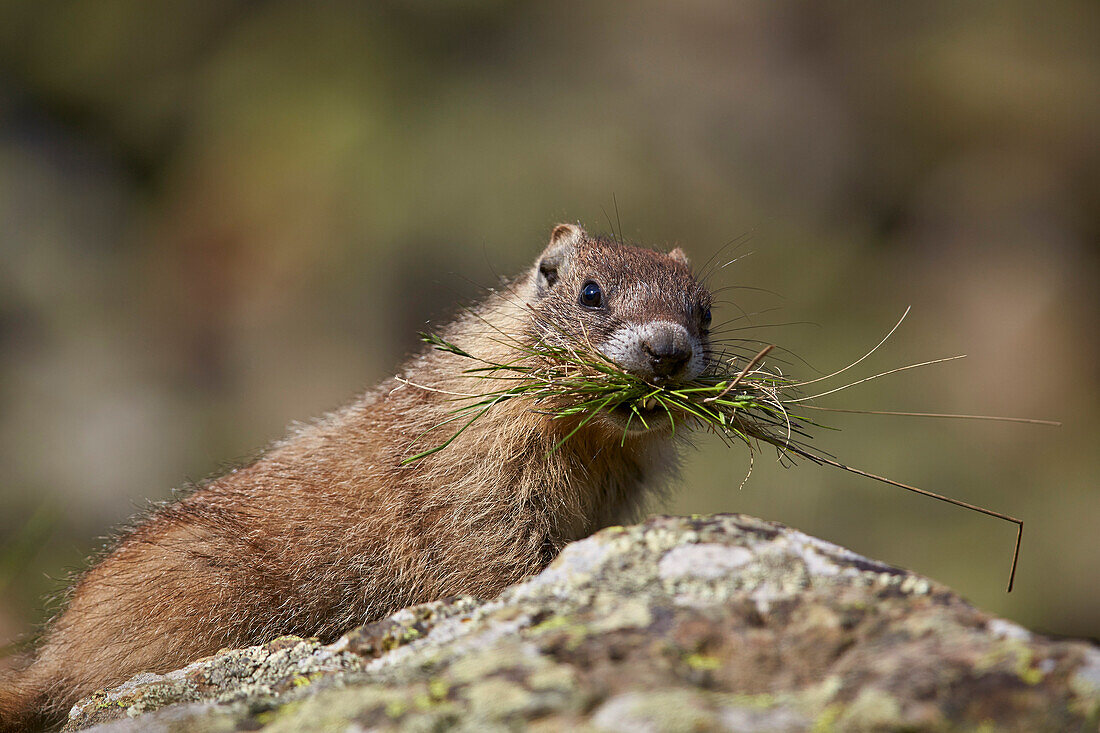 Young yellow-bellied marmot (yellowbelly marmot) (Marmota flaviventris) with grass in its mouth, San Juan National Forest, Colorado, United States of America, North America