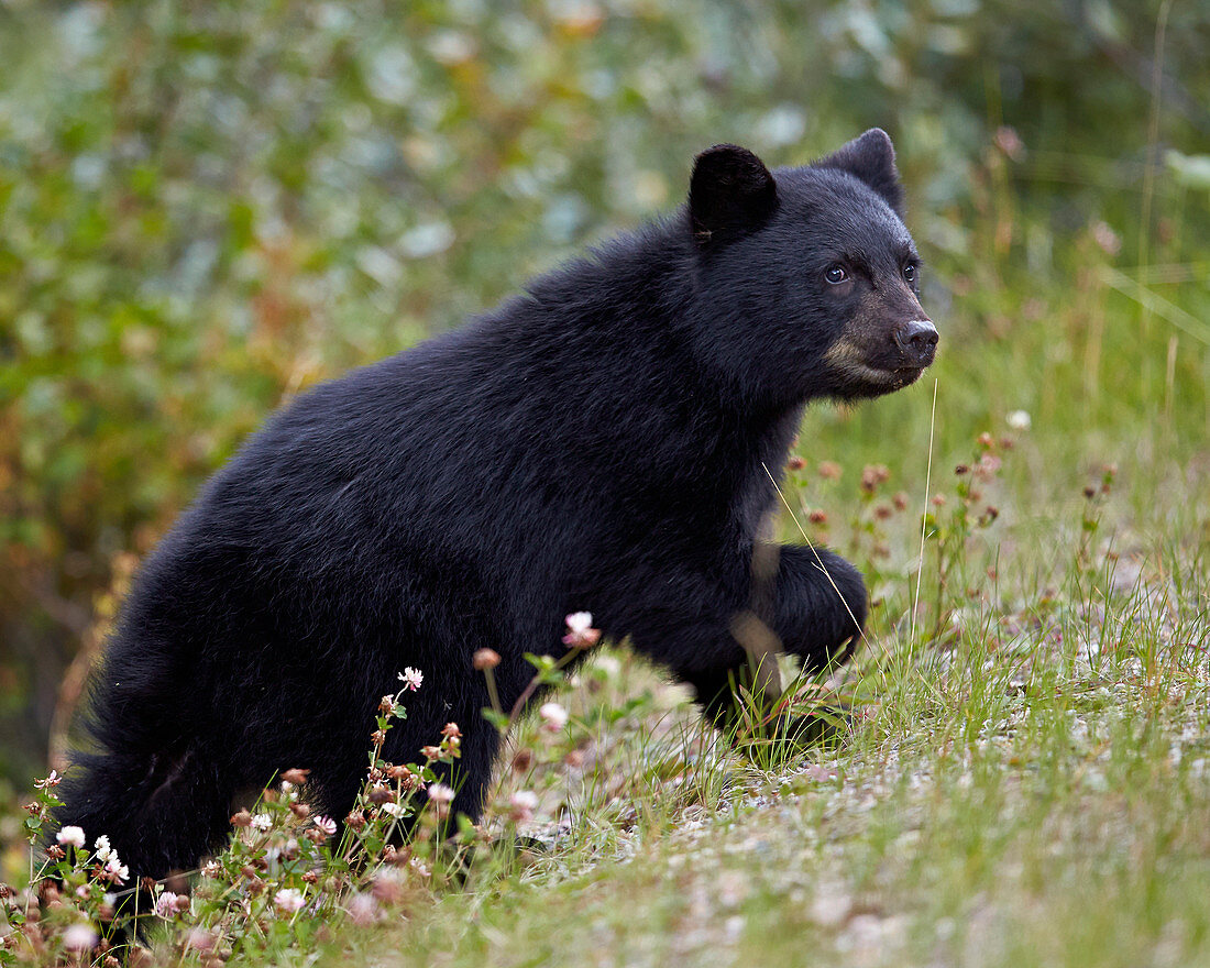 Black bear (Ursus americanus) cub of the year in the fall, Jasper National Park, UNESCO World Heritage Site, Alberta, Canada, North America