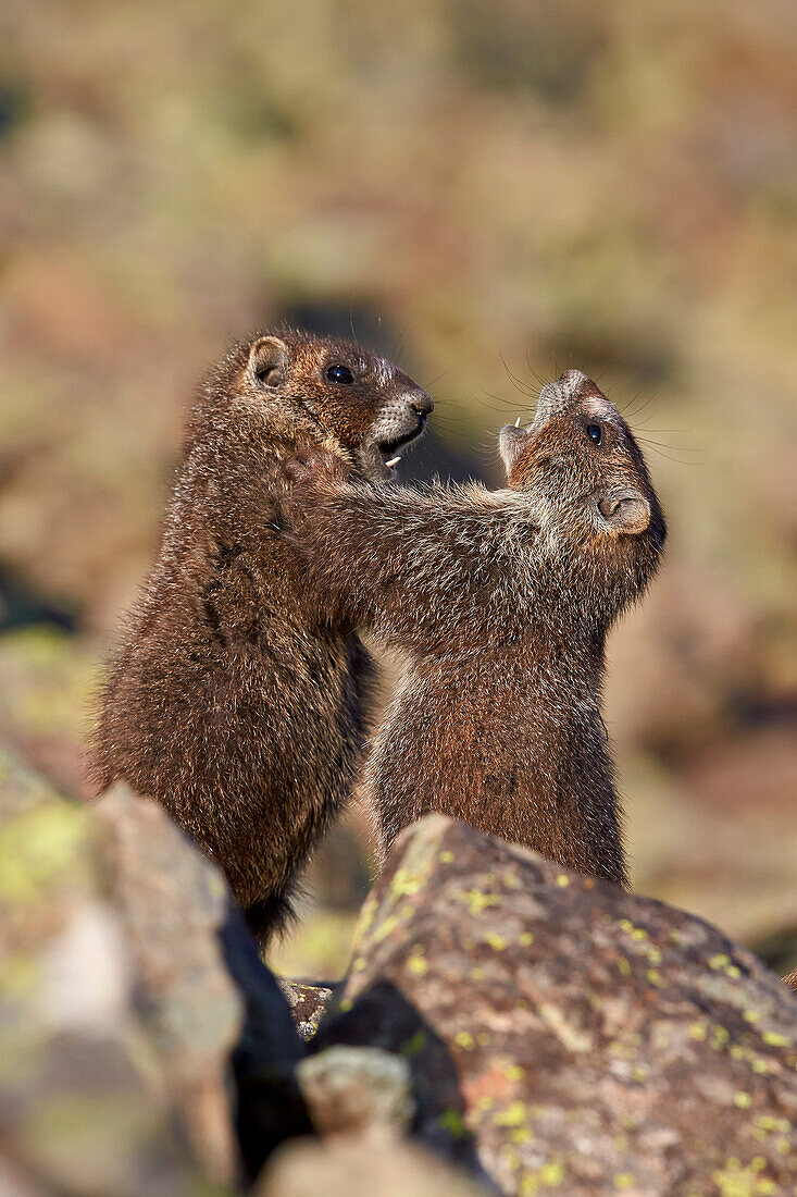 Yellow-Bellied Marmot or Yellowbelly Marmot (Marmota flaviventris) pups playing, San Juan National Forest, Colorado, United States of America, North America