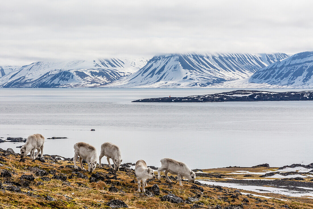 Svalbard reindeer (Rangifer tarandus) grazing on the tundra in Varsolbukta, Bellsund, Spitsbergen, Arctic, Norway, Scandinavia, Europe