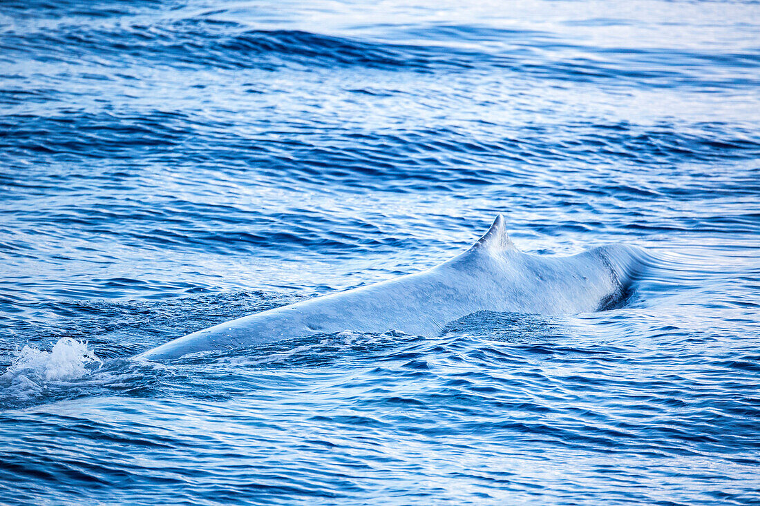 A single adult blue whale (Balaenoptera musculus) surfacing in deep water off Funchal, Madeira, Portugal, Atlantic, Europe