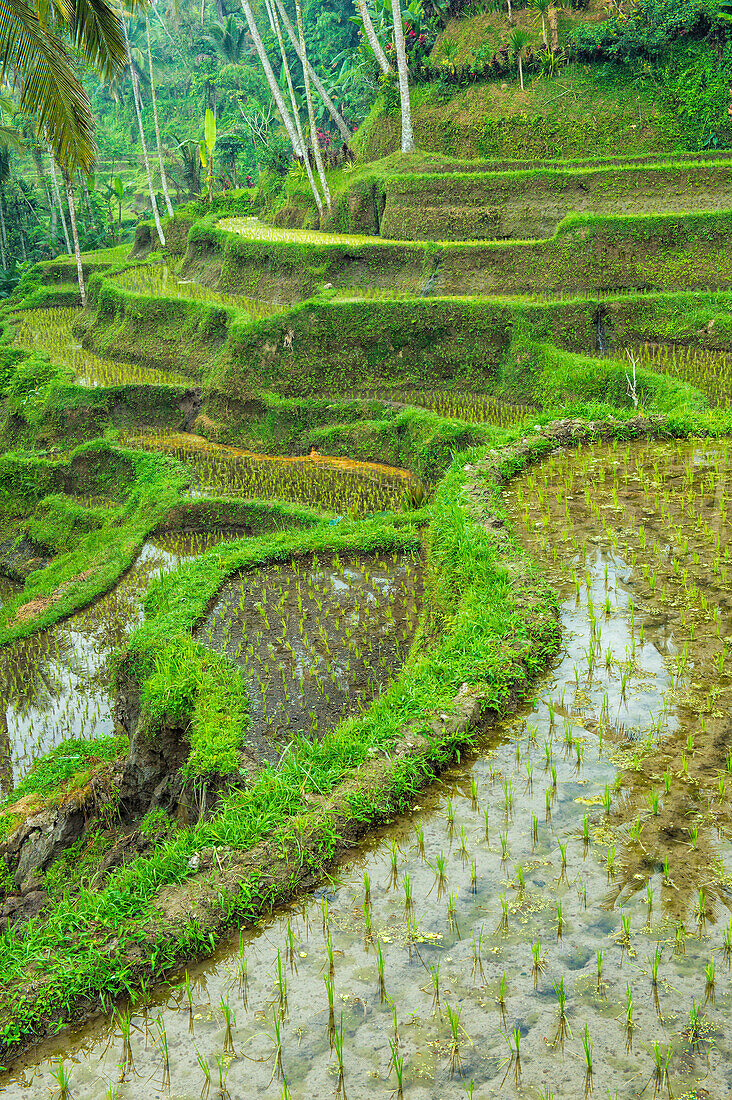 Tegallalang rice terraces, Ubud, Bali, Indonesia, Southeast Asia, Asia