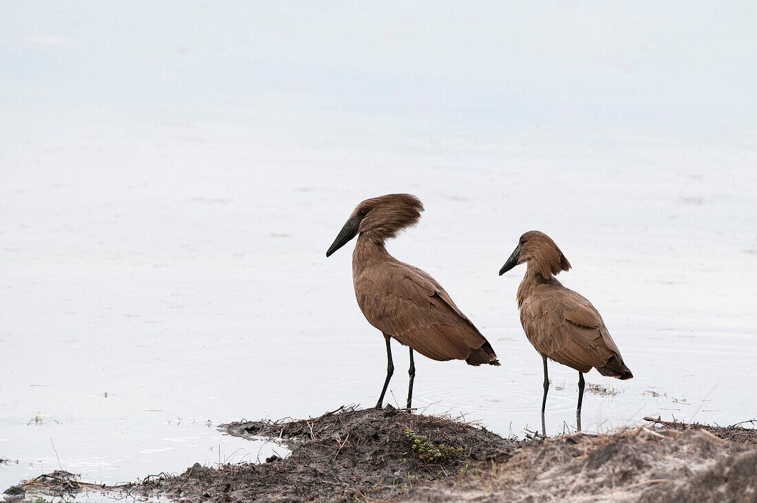 Hamerkop (Scapus umbretta), Khwai Concession Area, Okavango Delta, Botswana, Africa