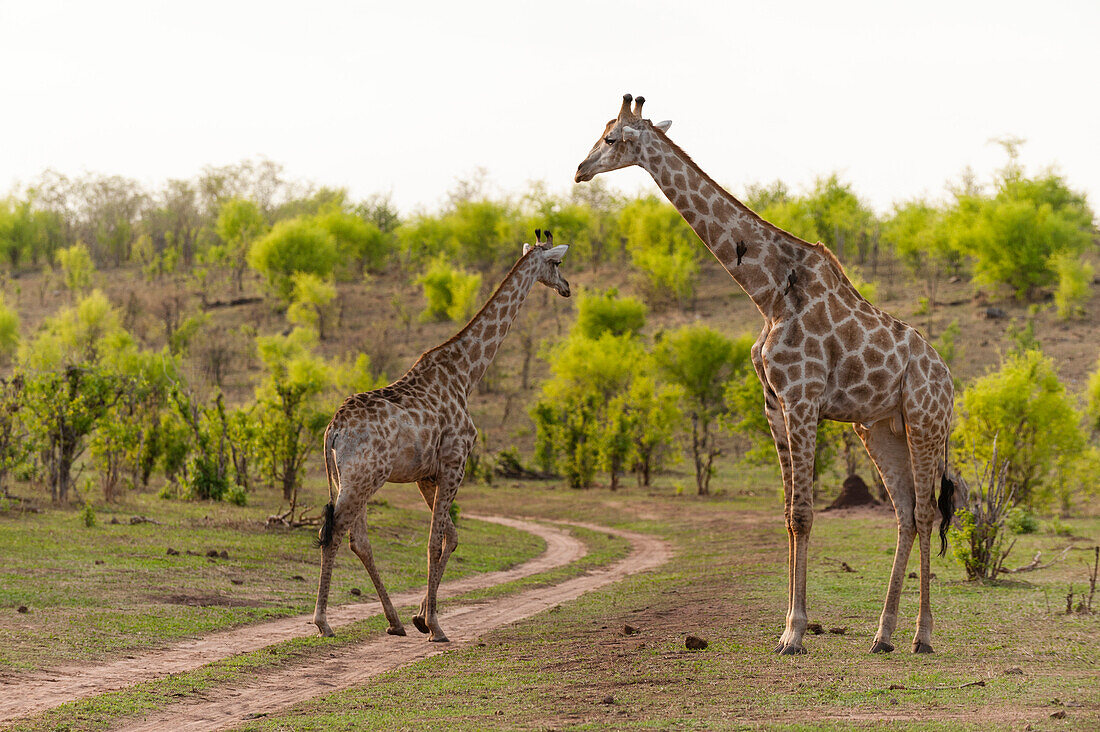Southern giraffe (Giraffa camelopardalis), Chobe National Park, Botswana, Africa