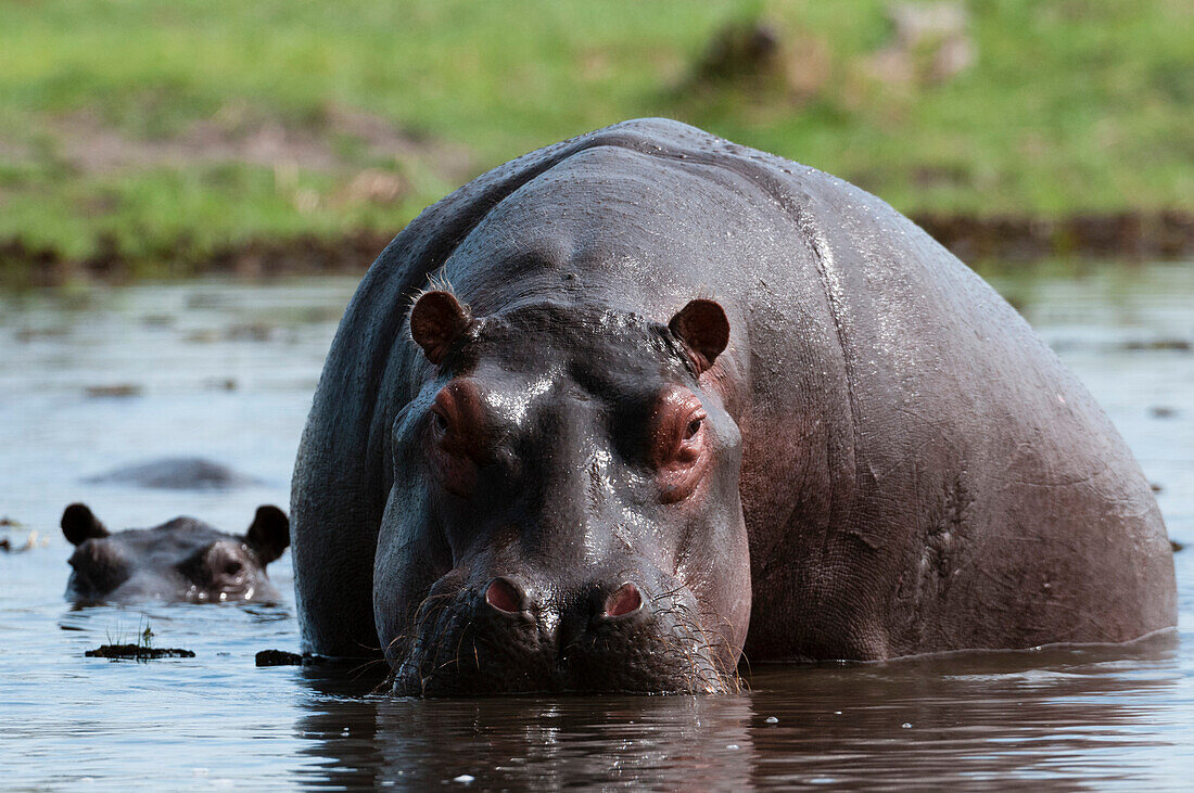 Hippopotamus (Hippopotamus amphibius), Khwai Concession Area, Okavango Delta, Botswana, Africa