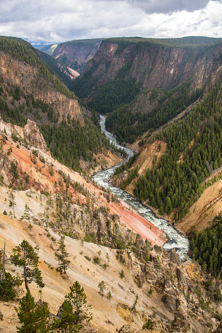 The colourful Grand Canyon of the Yellowstone, Yellowstone National Park, UNESCO World Heritage Site, Wyoming, United States of America, North America