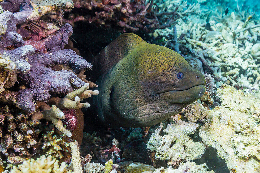 Yellowmargin moray eel (Gymnothorax flavimarginatus), Sebayur Island, Komodo Island National Park, Indonesia, Southeast Asia, Asia