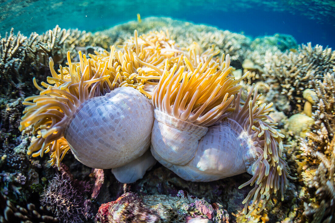 Hard and soft corals and anenomes underwater on Sebayur Island, Komodo Island National Park, Indonesia, Southeast Asia, Asia