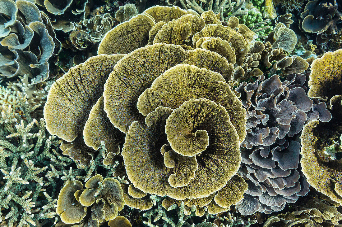 A profusion of hard and soft coral underwater on Siaba Kecil, Komodo Island National Park, Indonesia, Southeast Asia, Asia