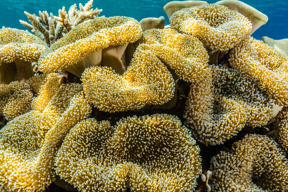 Hard and soft corals and reef fish underwater on Sebayur Island, Komodo Island National Park, Indonesia, Southeast Asia, Asia