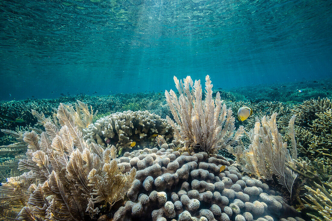 Hard and soft corals and reef fish underwater on Sebayur Island, Komodo Island National Park, Indonesia, Southeast Asia, Asia