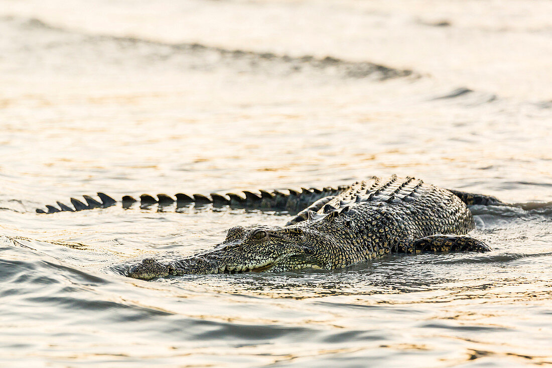 An adult wild saltwater crocodile (Crocodylus porosus) hunting on the banks of the Hunter River in Mitchell River National Park, Kimberley, Western Australia, Australia, Pacific