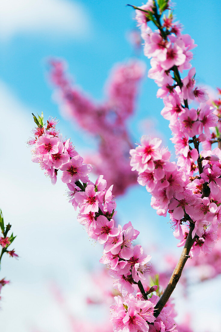 Spring cherry blossom festival, Jinhei, South Korea, Asia