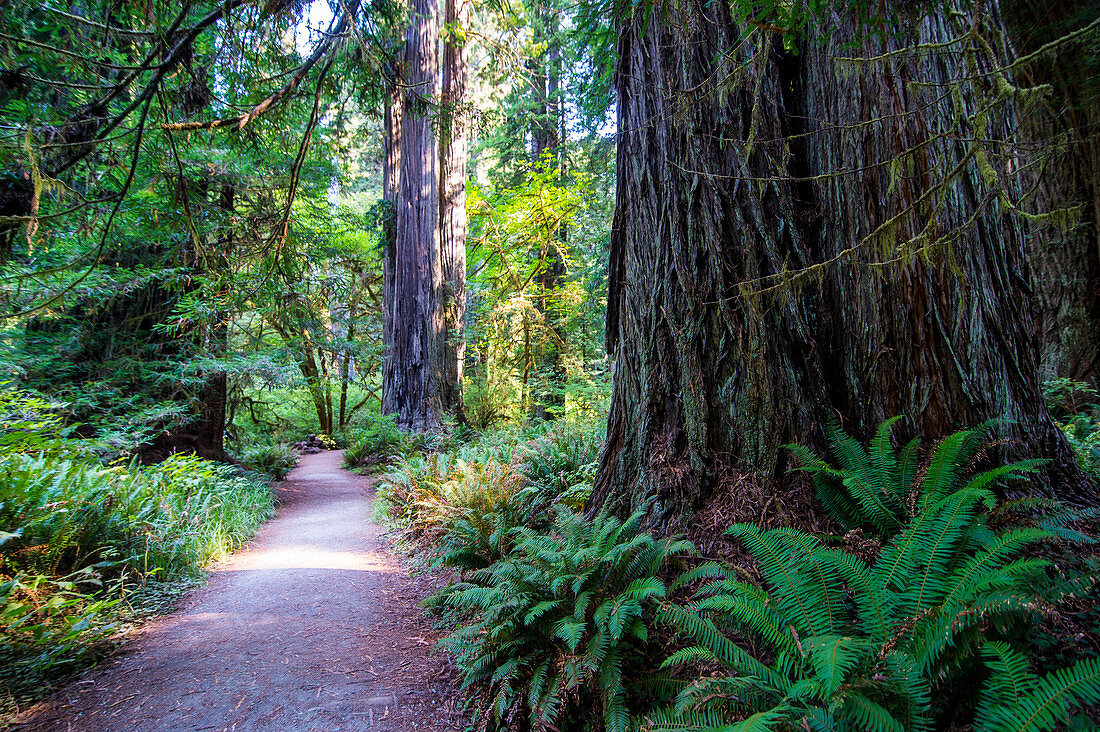 Giant redwood trees in the Redwoods National and State parks, California, USA