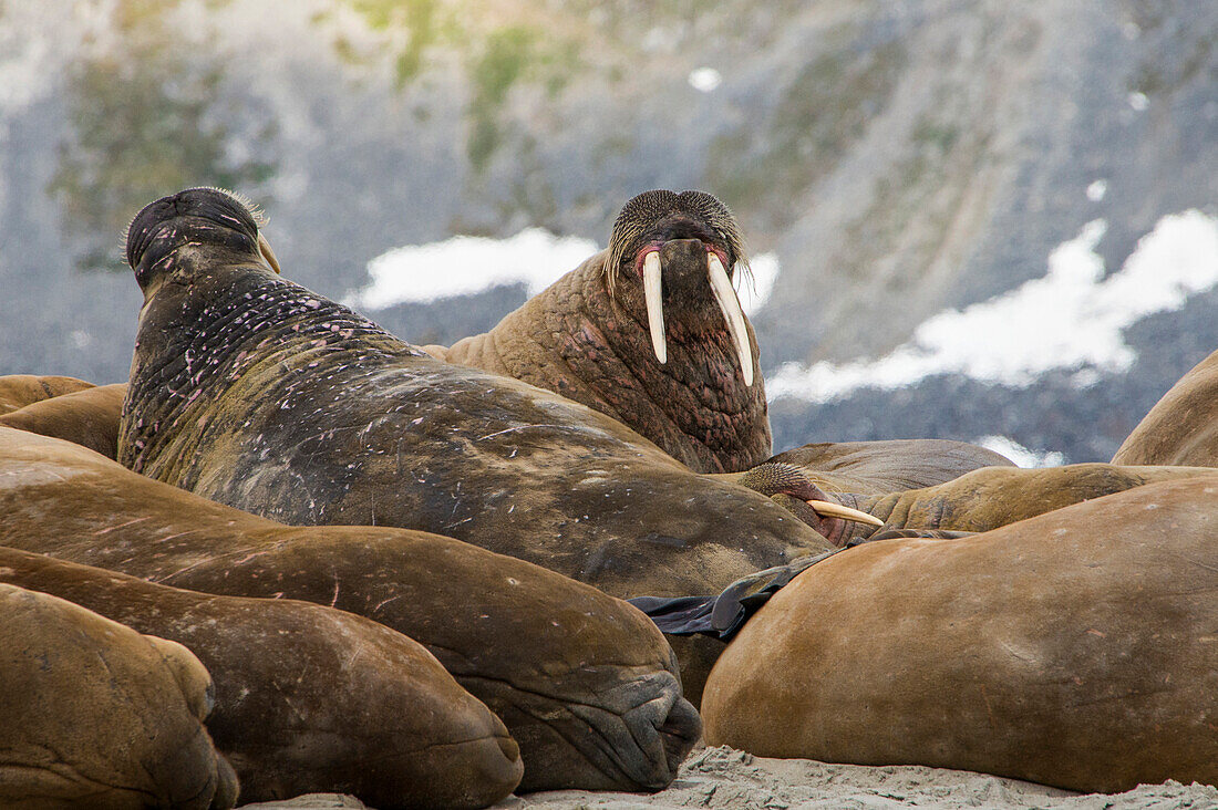 Walrus (Odobenus rosmarus) colony, Magdalenen Fjord, Svalbard, Arctic, Norway, Scandinavia, Europe