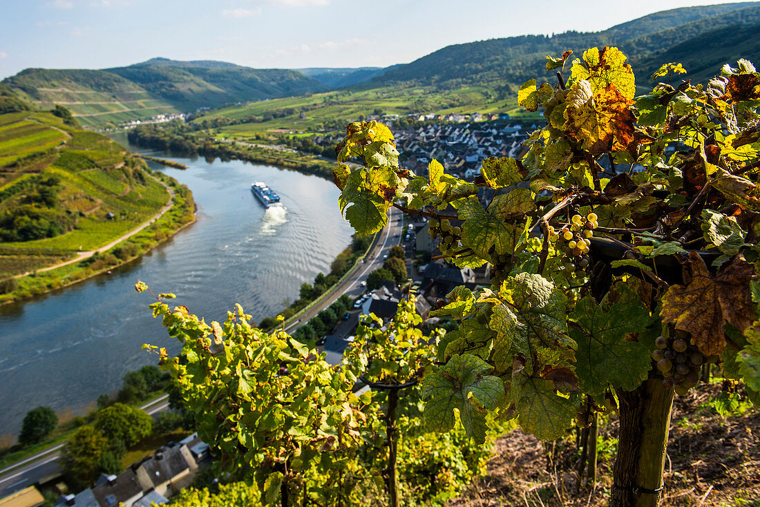 Cruise ship at the Moselle River bend at Bremm seen through the vineyards, Moselle Valley, Rhineland-Palatinate, Germany, Europe