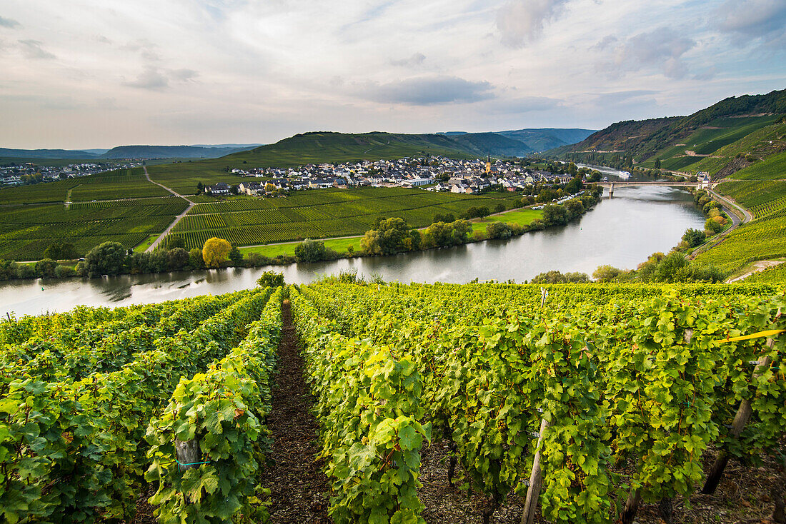 Vineyards around the Moselle at Trittenheim, Moselle Valley, Rhineland-Palatinate, Germany, Europe