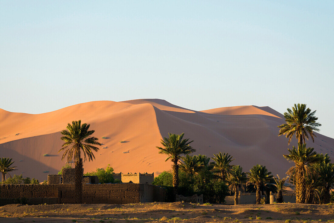 Sanddünen und Palmen, bei Merzouga, Erg Chebbi, Sahara, Marokko, Afrika