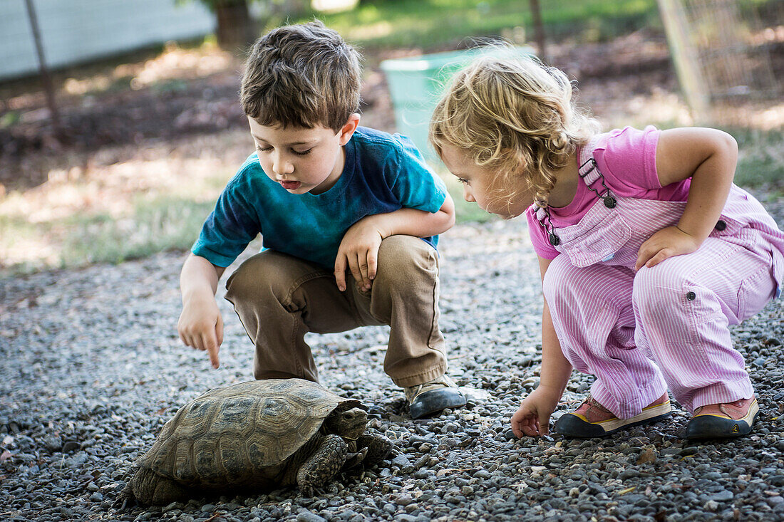 Toddler boy and girl observe pet tortoise on local farm in Chico, California.